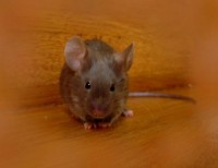 /album/olejka-od-mettler-foto-silvie-humlova-/burmeska-jpg/