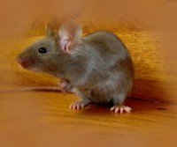 /album/olejka-od-mettler-foto-silvie-humlova-/burmeska1-jpg/