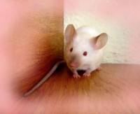 /album/bazilisci-zub-z-klubka-mysich-ocasku-foto-silvie-humlova-/zubicek-jpg/